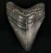 Megalodon Tooth - South Carolina #7484-1